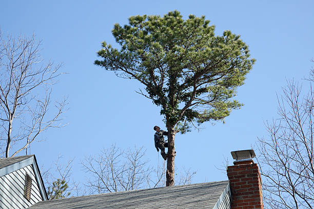 Tree Removal Services