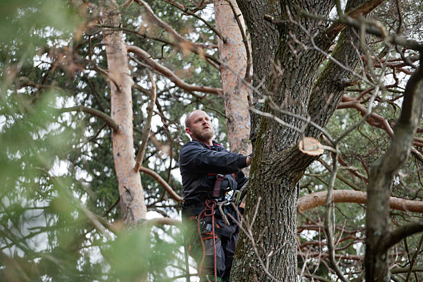 How Our Tree Care Process Works  in  Allendale, MI